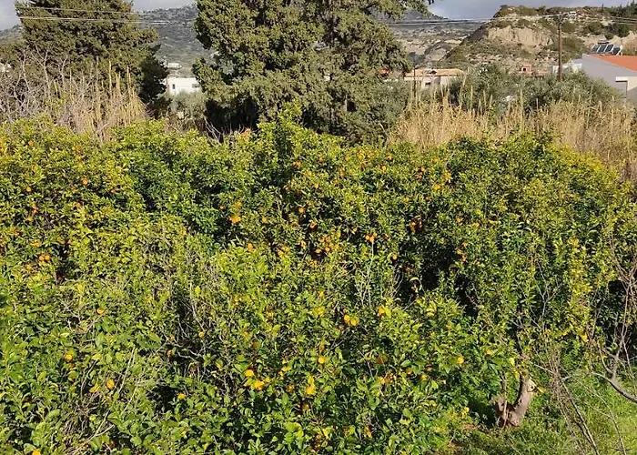 Bouvegio Vera * Afandou